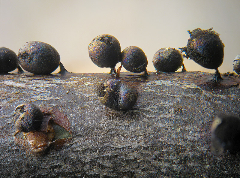 Lamproderma, forse ovoideoechinulatum